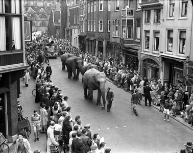 350243 Afbeelding van de olifanten van het Cirque Géant, tijdens een optocht van het circus in de Korte Jansstraat te ...
